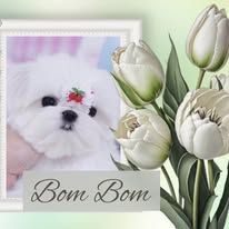 Chumaly puppy