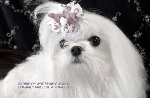 Chumaly puppy
