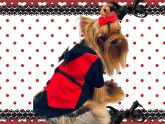Chumaly puppy