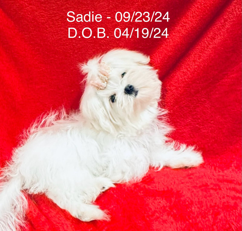 SADIE